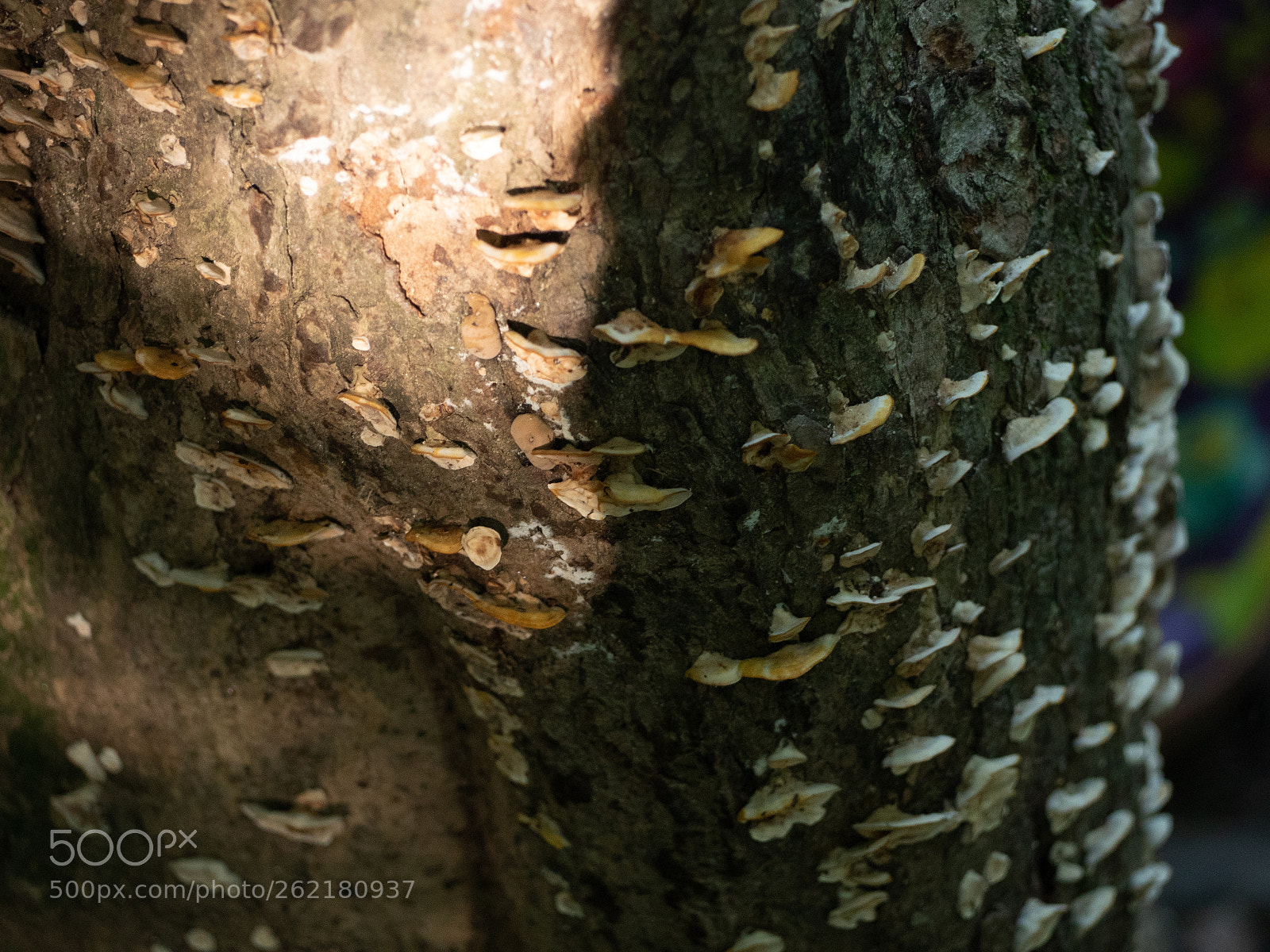 Panasonic Lumix DMC-GH4 sample photo. Fungus amungus photography
