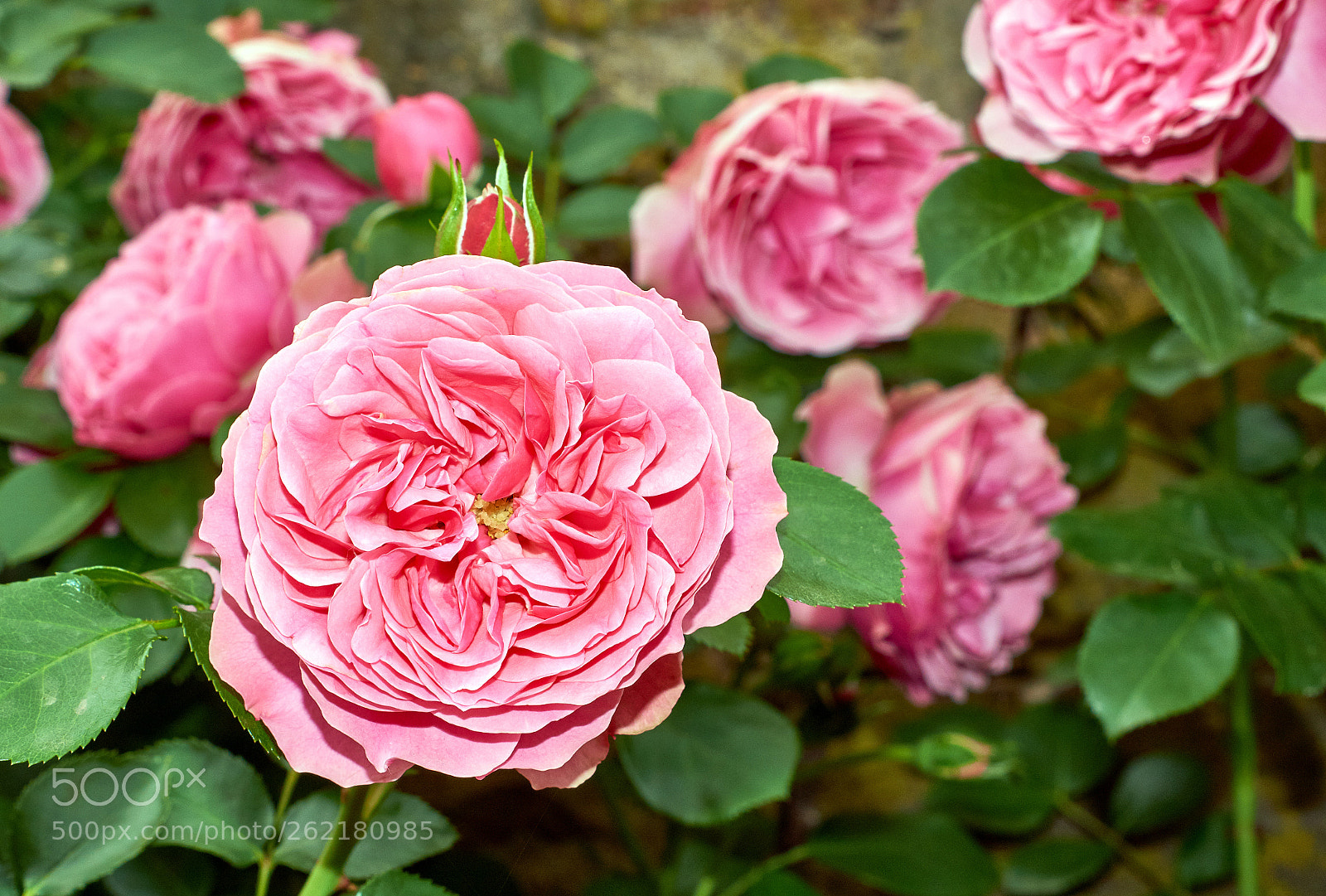 Sony SLT-A58 sample photo. Pink rose flowers over photography