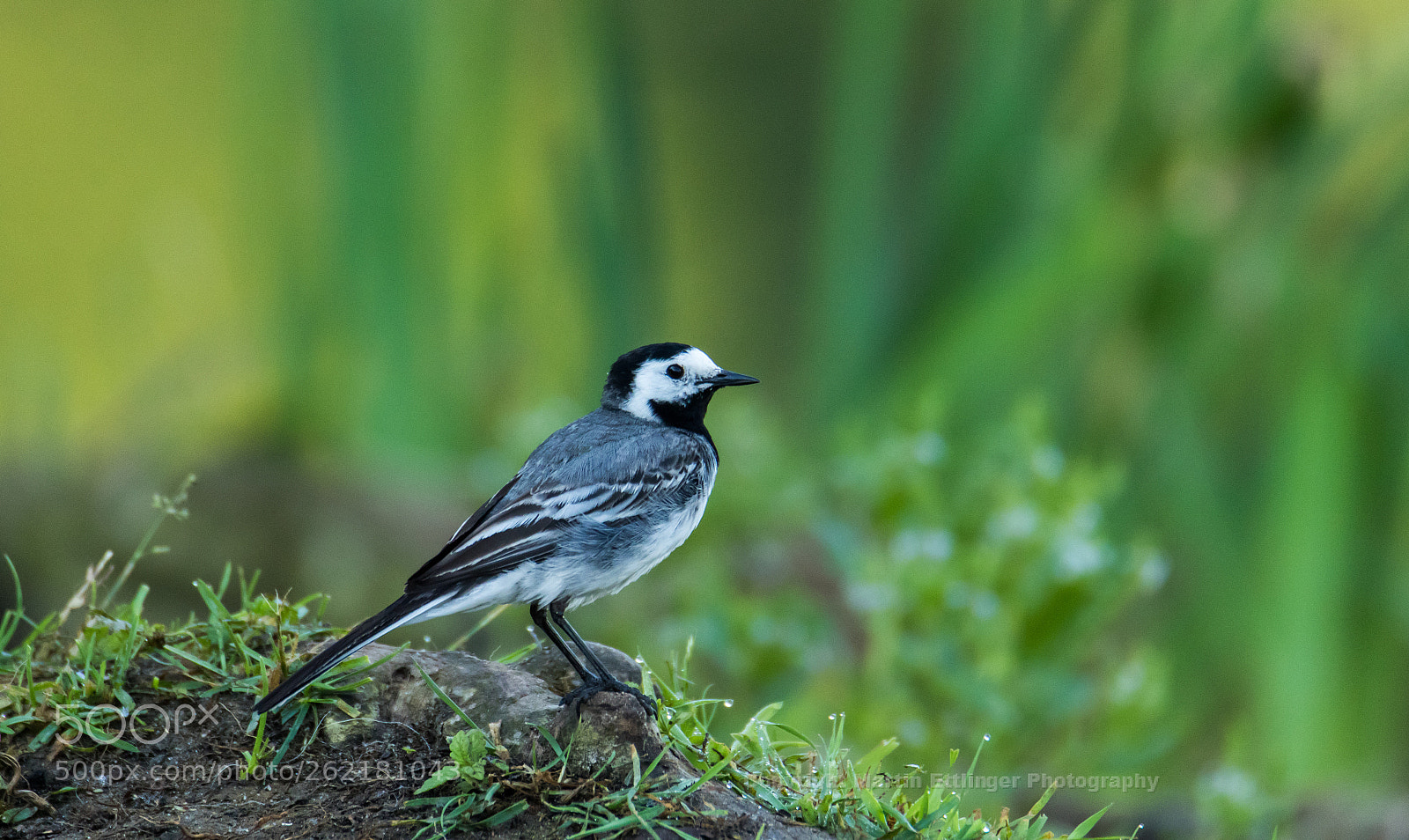 Canon EOS 7D Mark II sample photo. European white wagtail motacilla photography