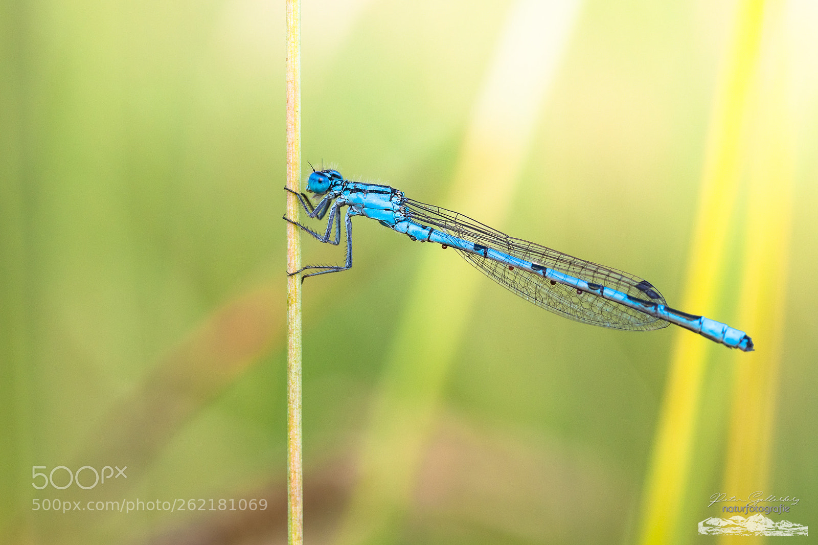 Canon EOS 5D Mark IV sample photo. Pretty in blue... photography