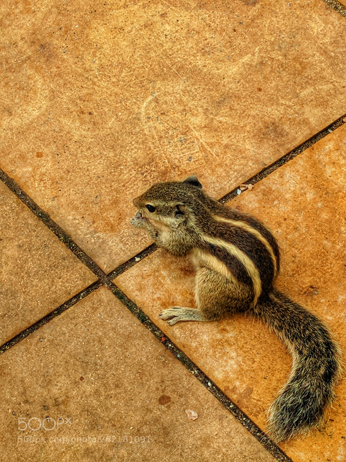 Google Nexus 6P sample photo. Squirrel photography