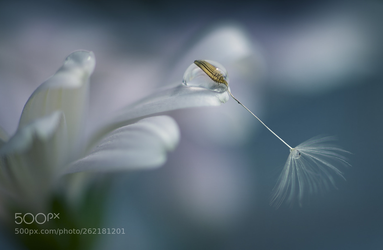 Canon EOS 6D sample photo. Flower photography
