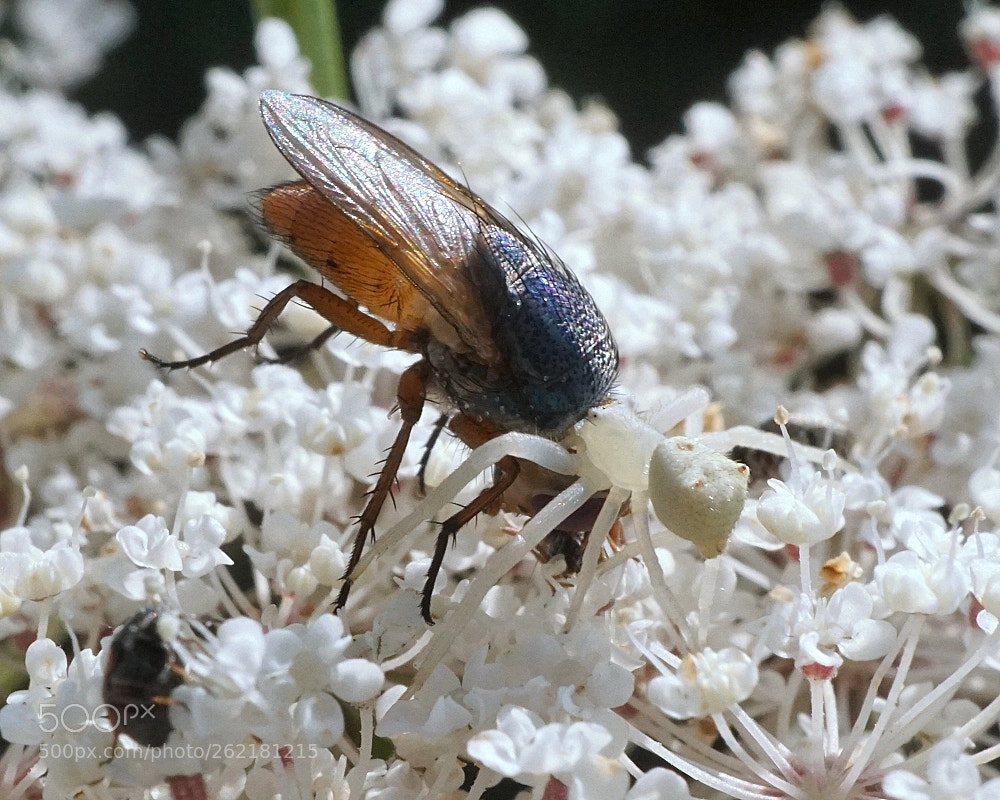 Sony a6000 sample photo. The fly can be photography