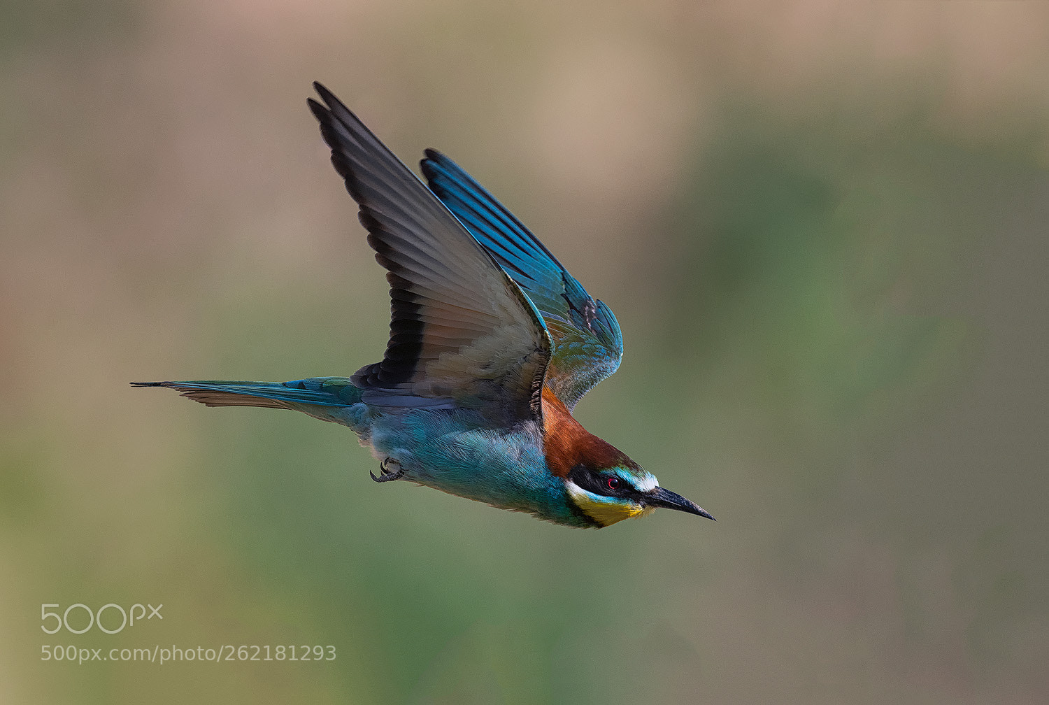 Nikon D500 sample photo. Bee eater in flight photography