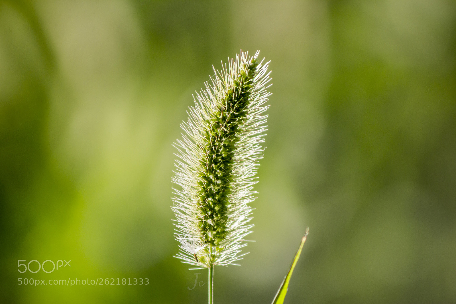 Canon EOS 1200D (EOS Rebel T5 / EOS Kiss X70 / EOS Hi) sample photo. Natural green foxtail photography