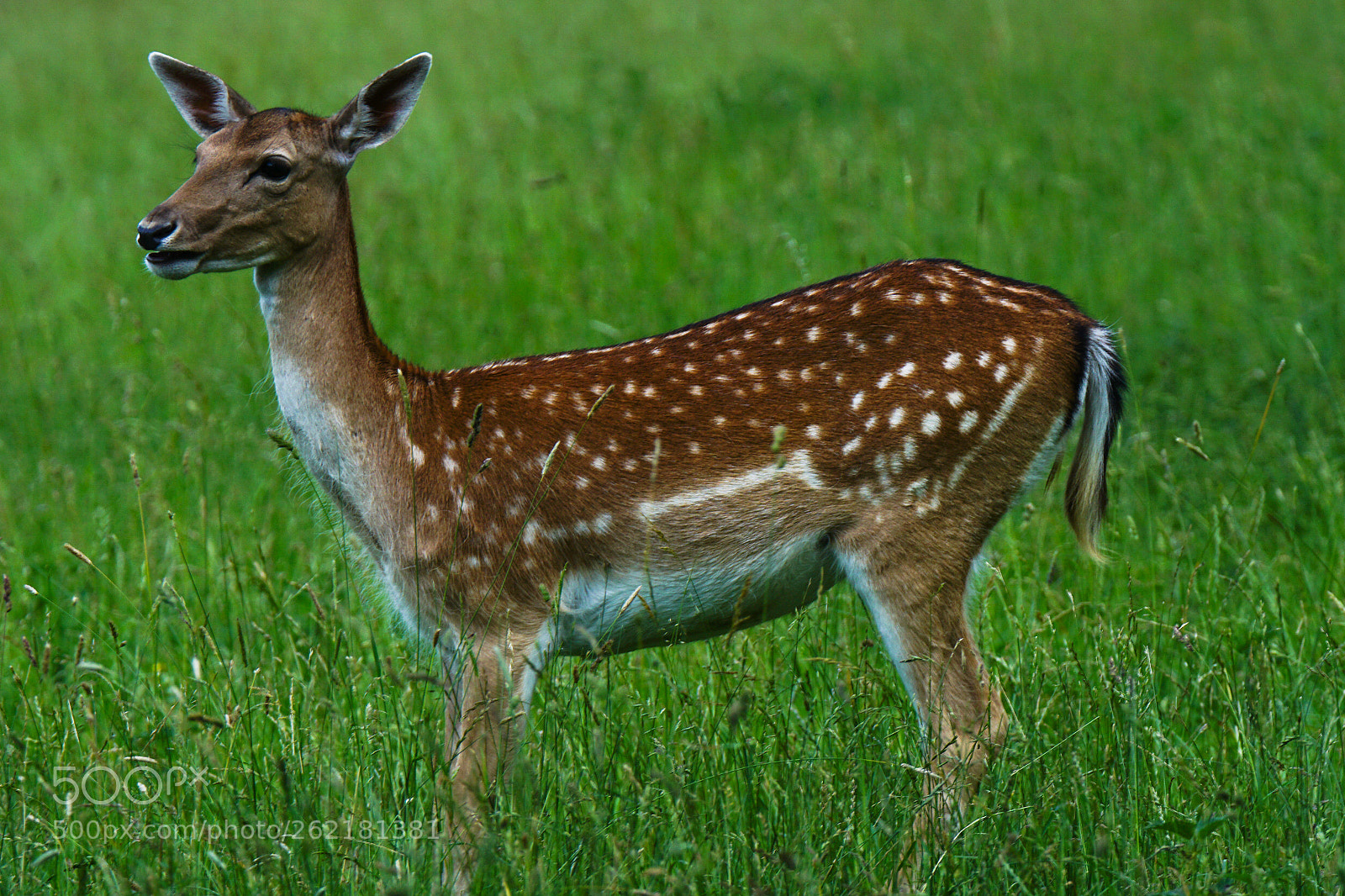 Sony ILCA-77M2 sample photo. Wildlife photography