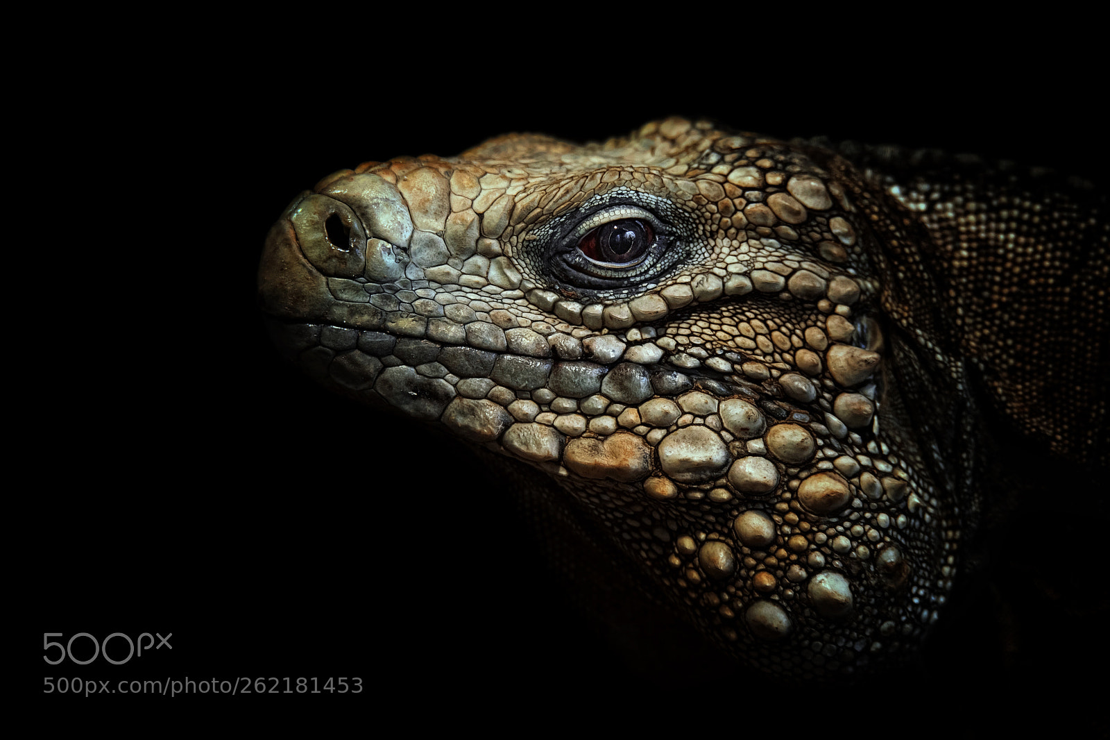 Nikon D750 sample photo. Cuban rock iguana photography