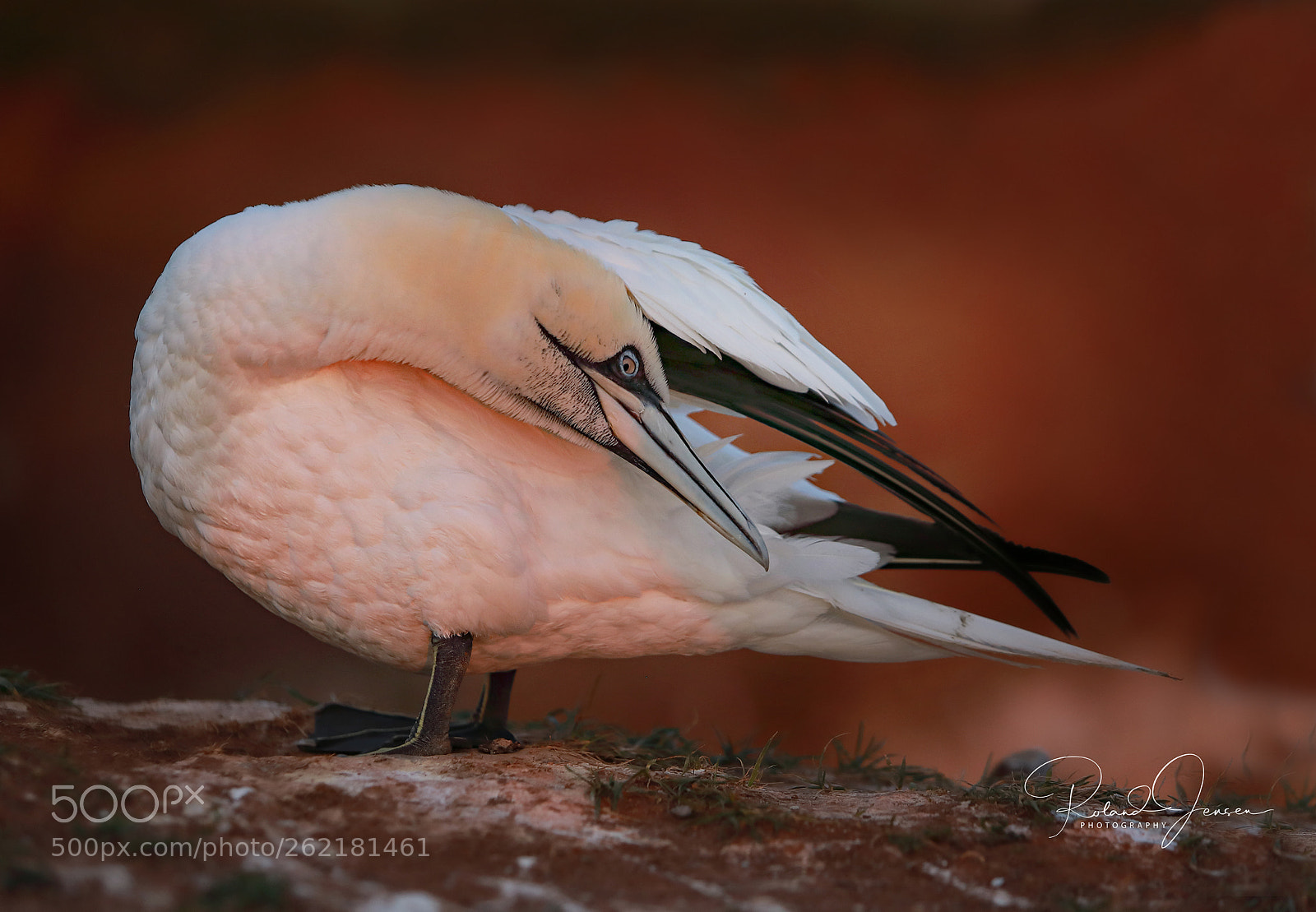 Canon EOS 5D Mark IV sample photo. Sule helgoland photography