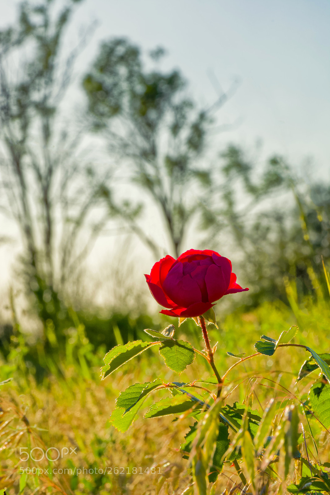 Nikon D5200 sample photo. Almost a wild rose photography