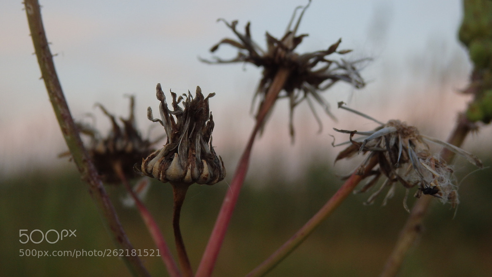 Olympus SH-50 sample photo. End of dandelion season. photography