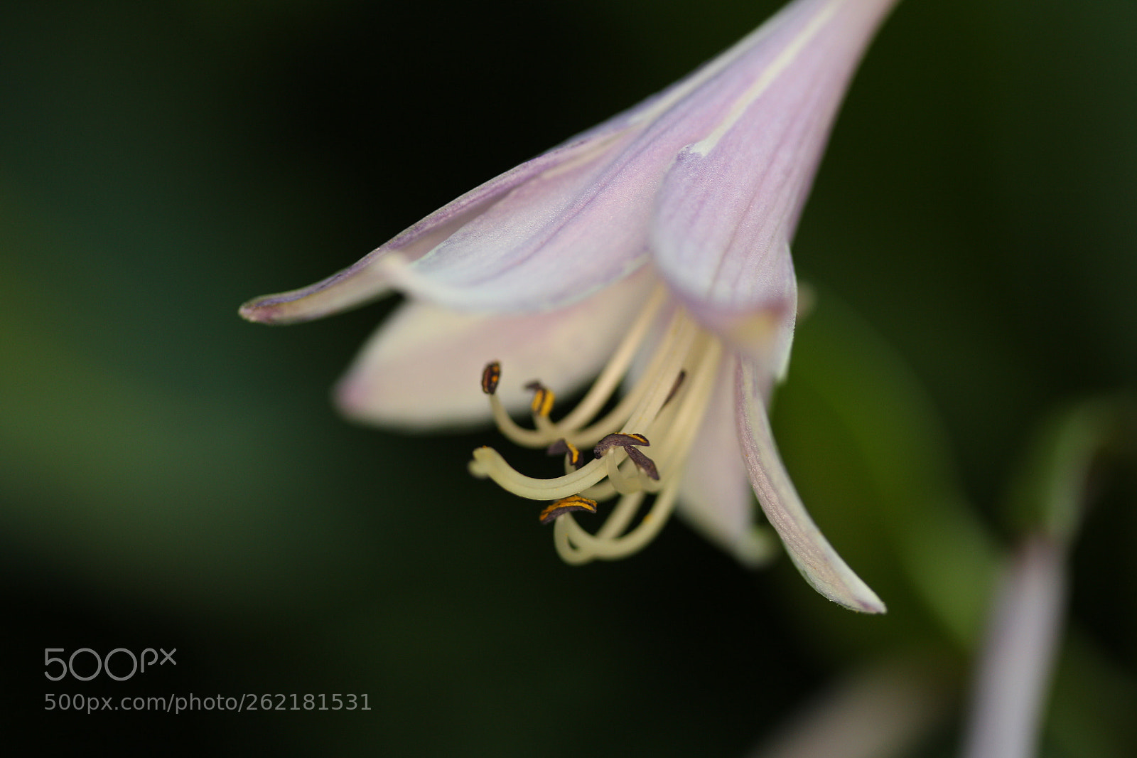 Canon EOS 700D (EOS Rebel T5i / EOS Kiss X7i) sample photo. Beauty has launched 01 photography