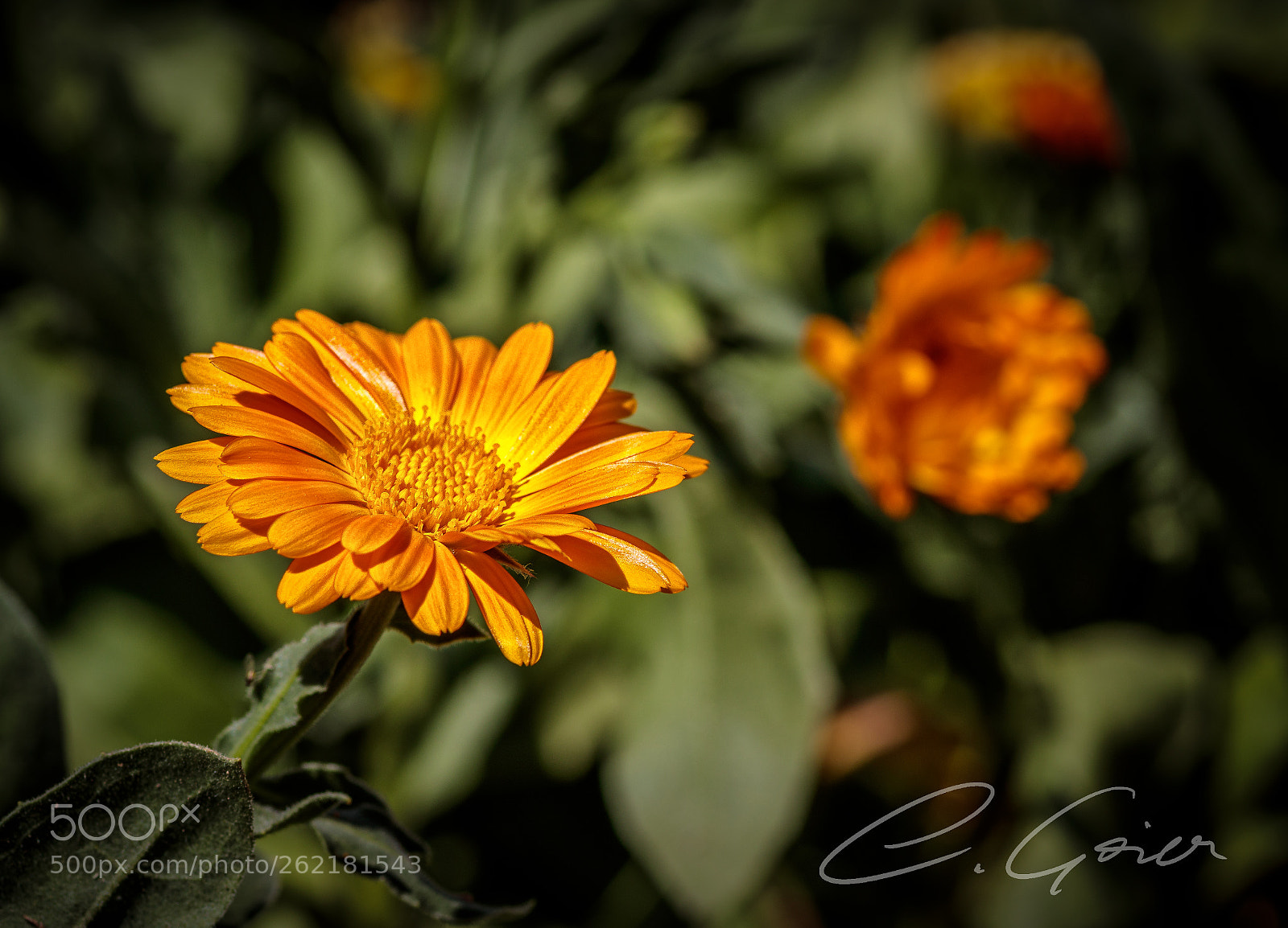 Canon EOS 77D (EOS 9000D / EOS 770D) sample photo. Orange blossom photography