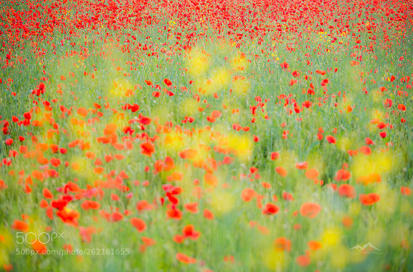 Nikon D800 sample photo. Spring colors photography