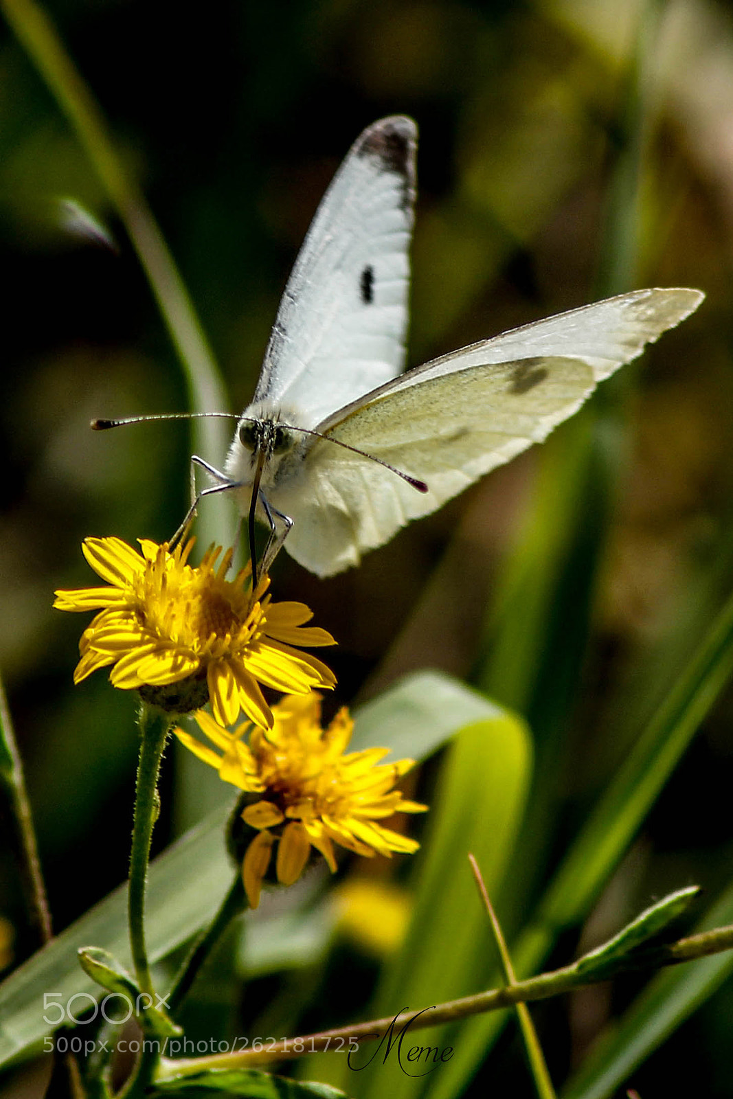 Canon EOS 1200D (EOS Rebel T5 / EOS Kiss X70 / EOS Hi) sample photo. White cabbage butterfly photography
