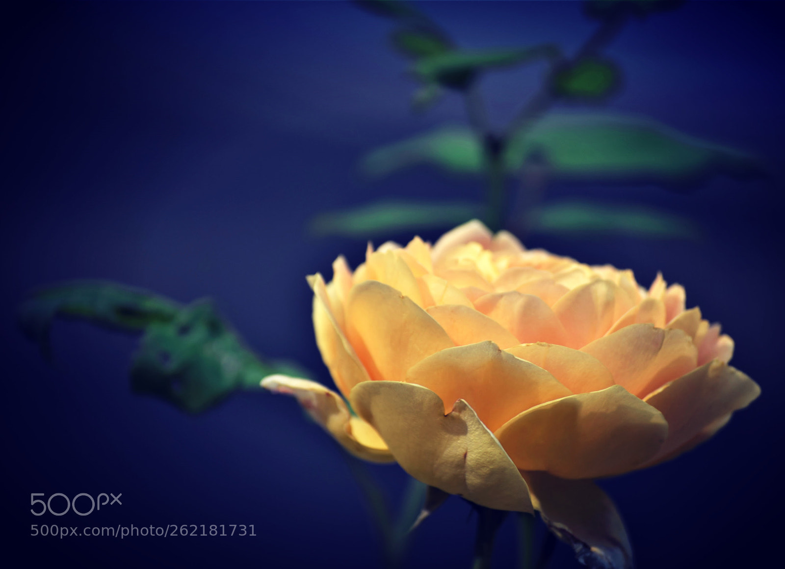 Nikon D5300 sample photo. "the language of roses..." photography