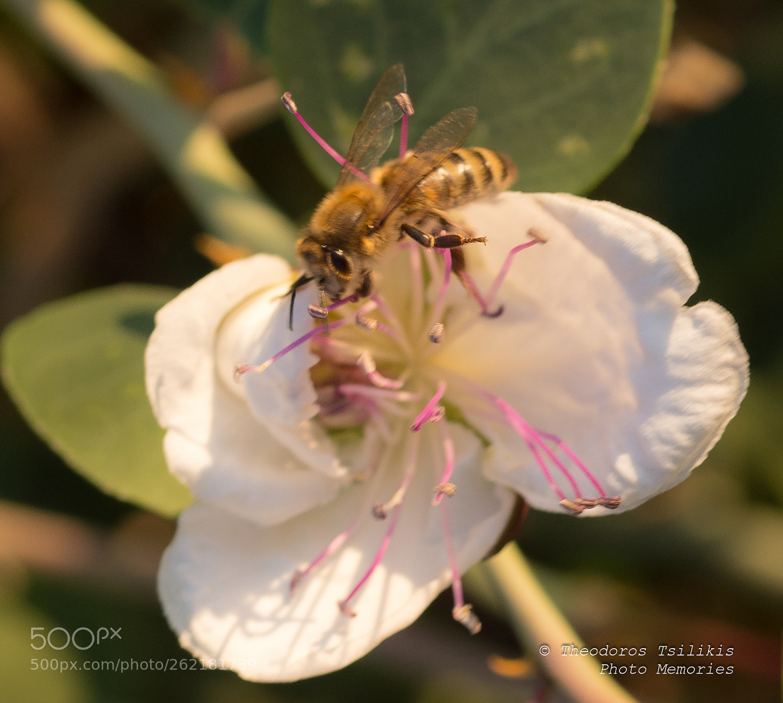 Nikon D7200 sample photo. Pollinator photography