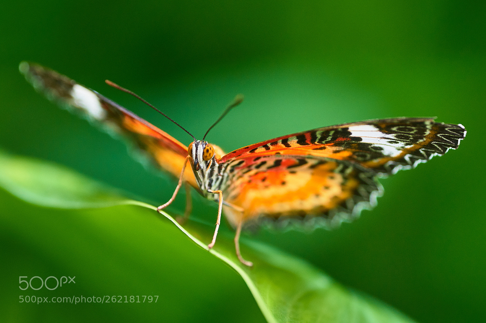 Fujifilm X-T2 sample photo. Butterfly photography