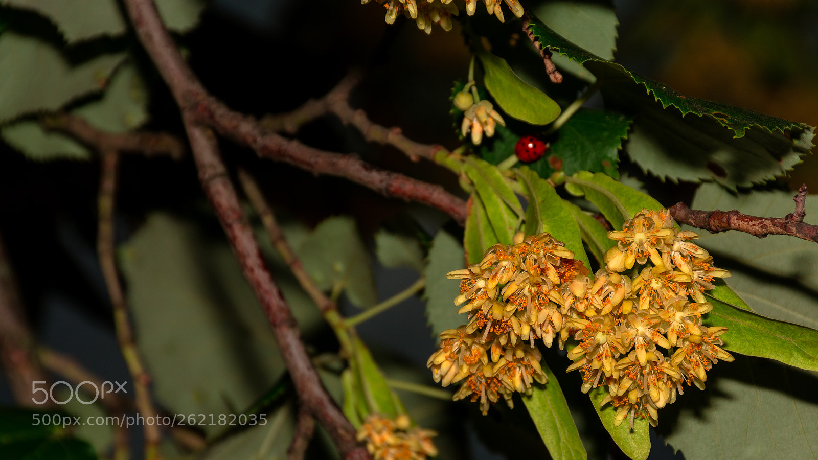 Nikon D7200 sample photo. Lime-tree blooming photography