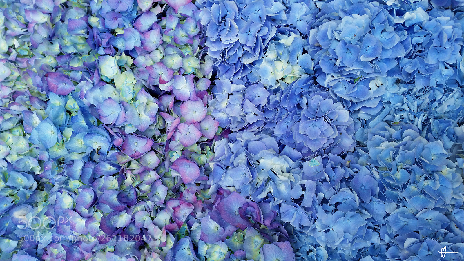 Samsung Galaxy S5 sample photo. Blue bloom boom photography