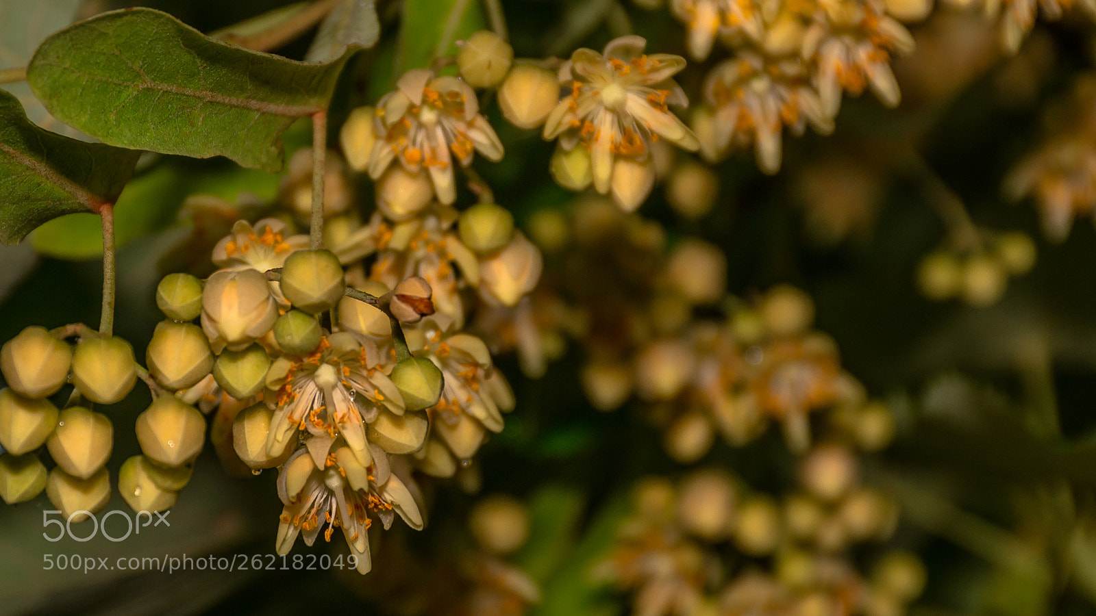 Nikon D7200 sample photo. Lime-tree photography