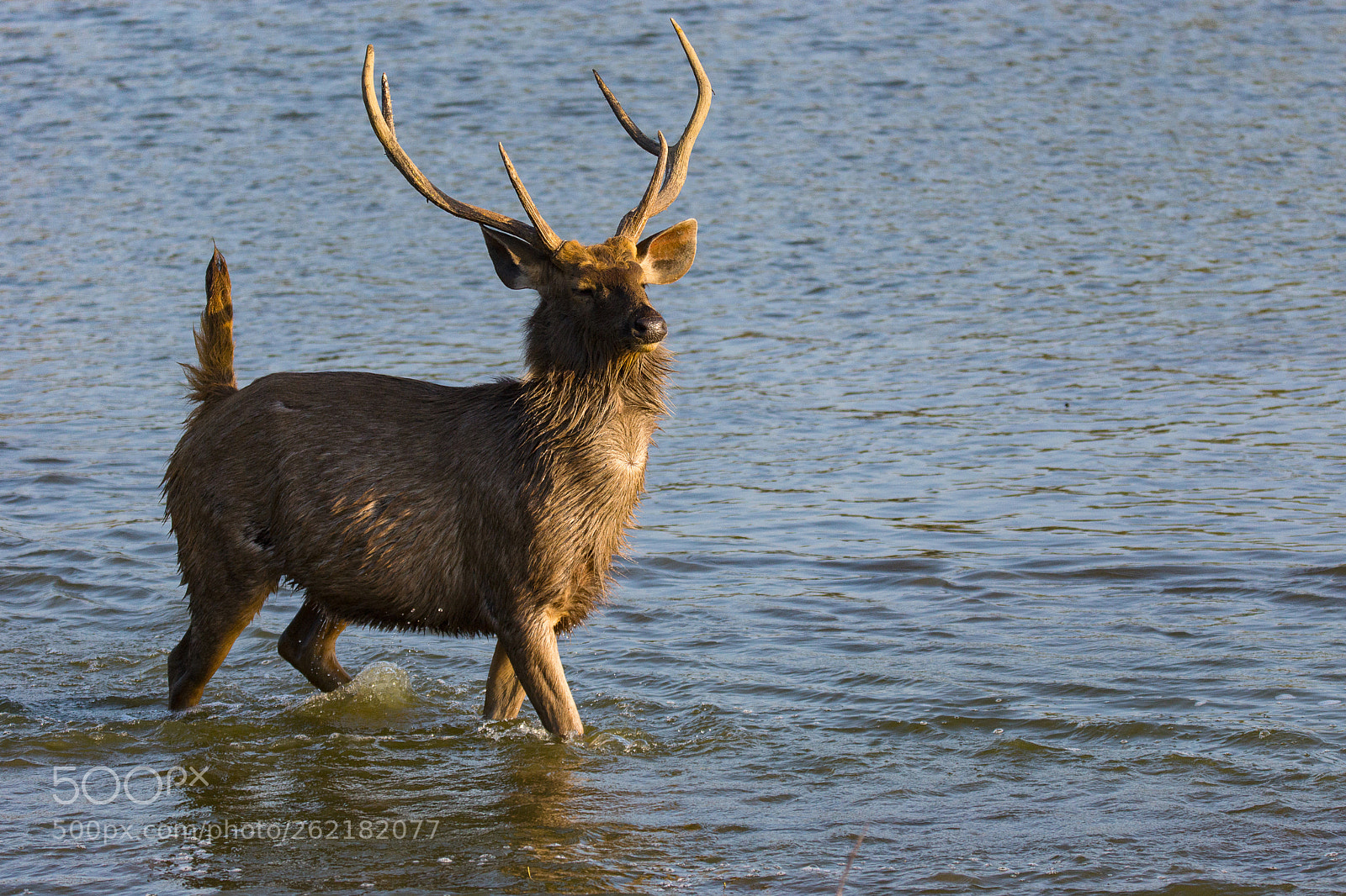 Sony SLT-A65 (SLT-A65V) sample photo. Royal stag photography