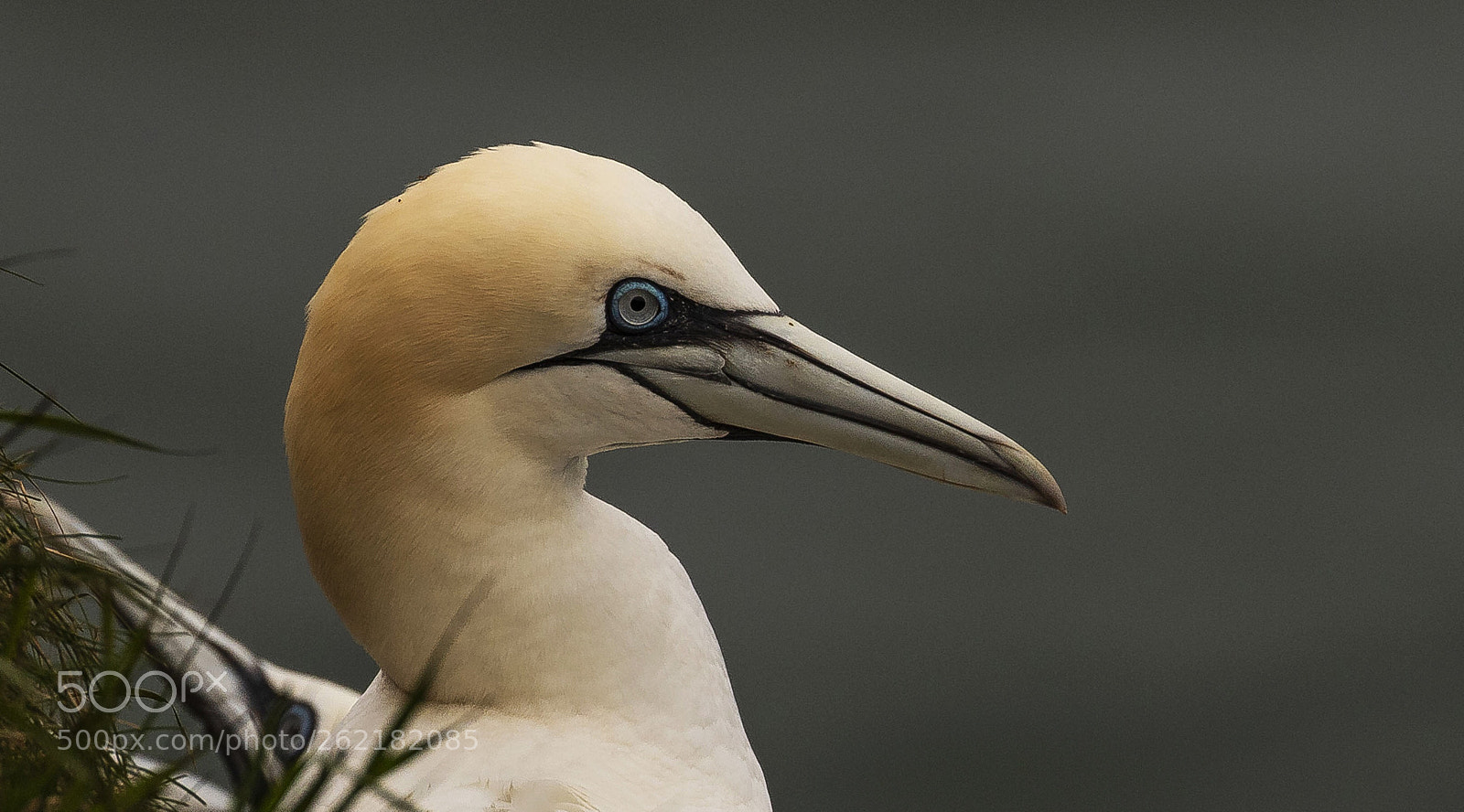 Canon EOS 7D Mark II sample photo. Gannet photography