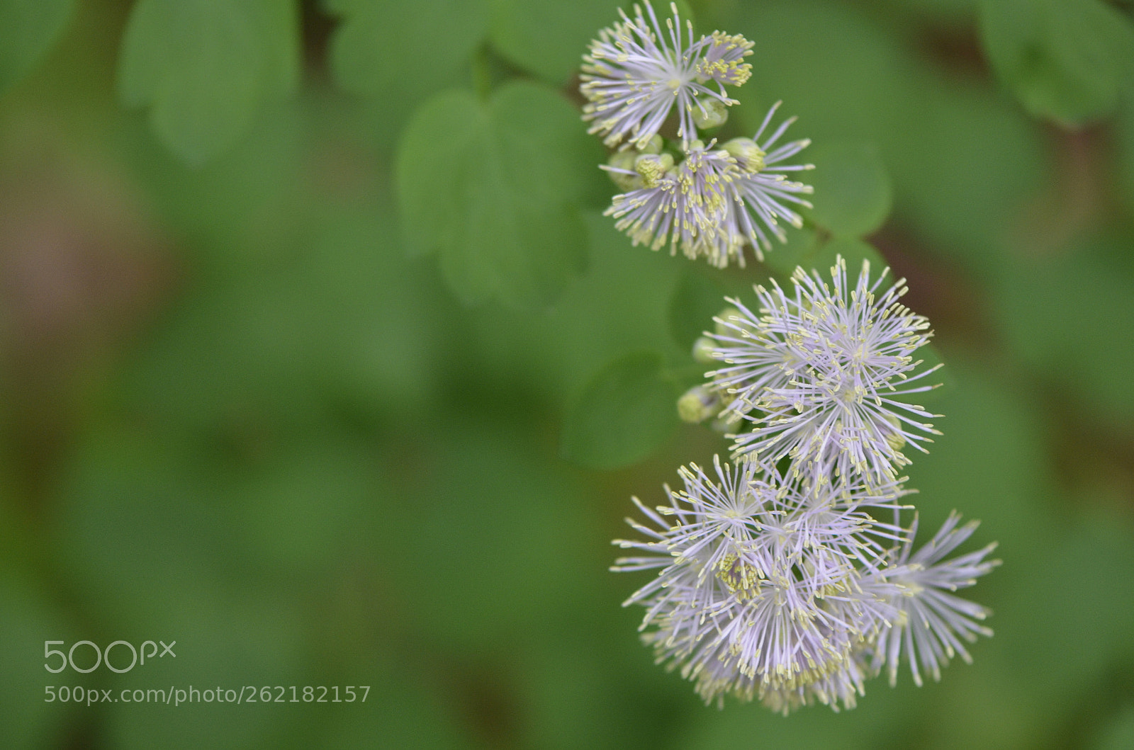 Nikon AF-S Micro-Nikkor 105mm F2.8G IF-ED VR sample photo. Nature fireworks photography