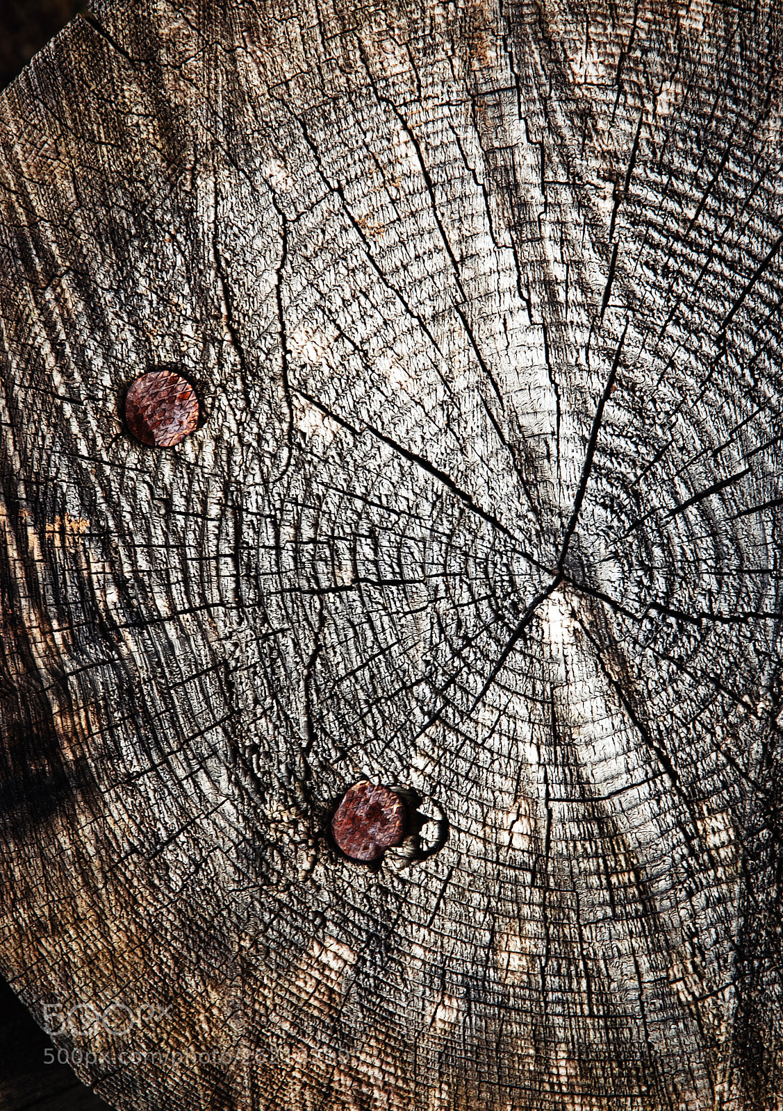 Nikon D5500 sample photo. Wooden trunk with nails photography