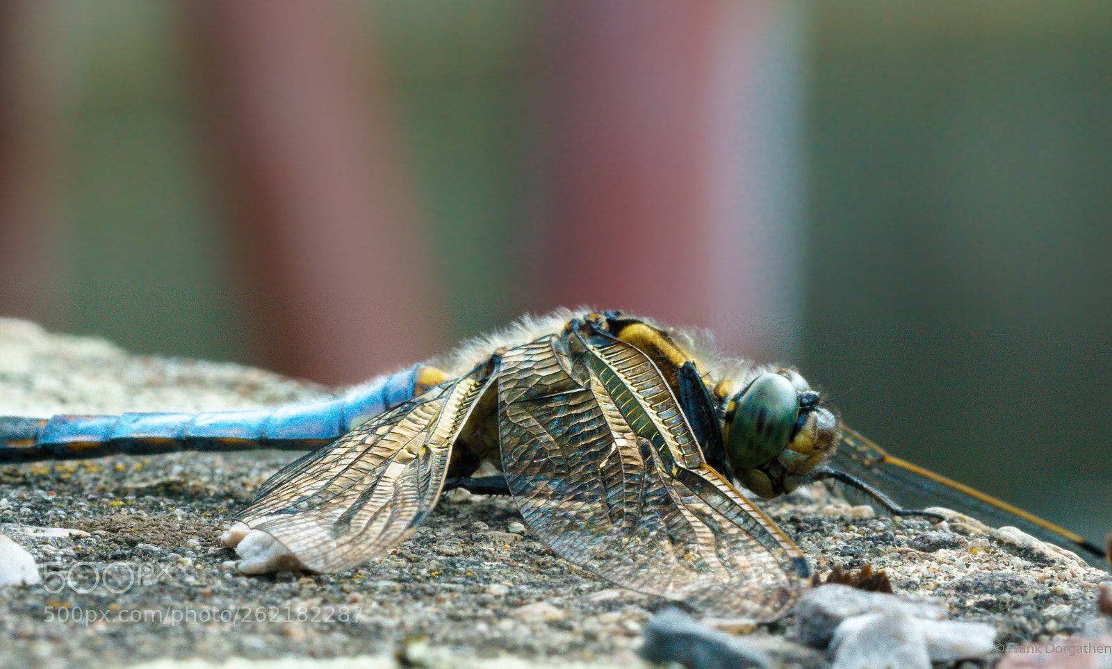 Sony a6000 sample photo. Dragonfly photography