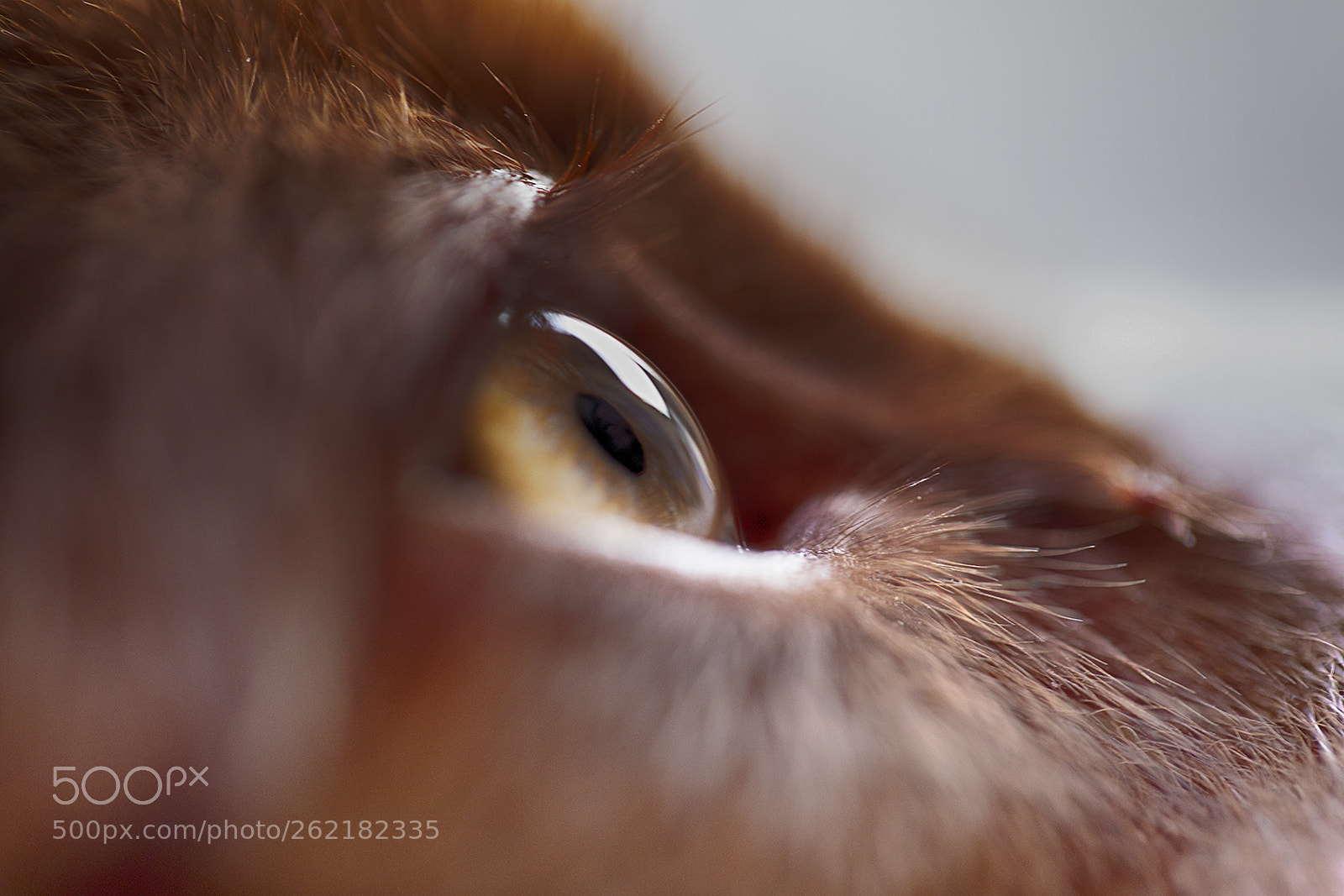 Canon EOS 5D Mark IV sample photo. The eye photography