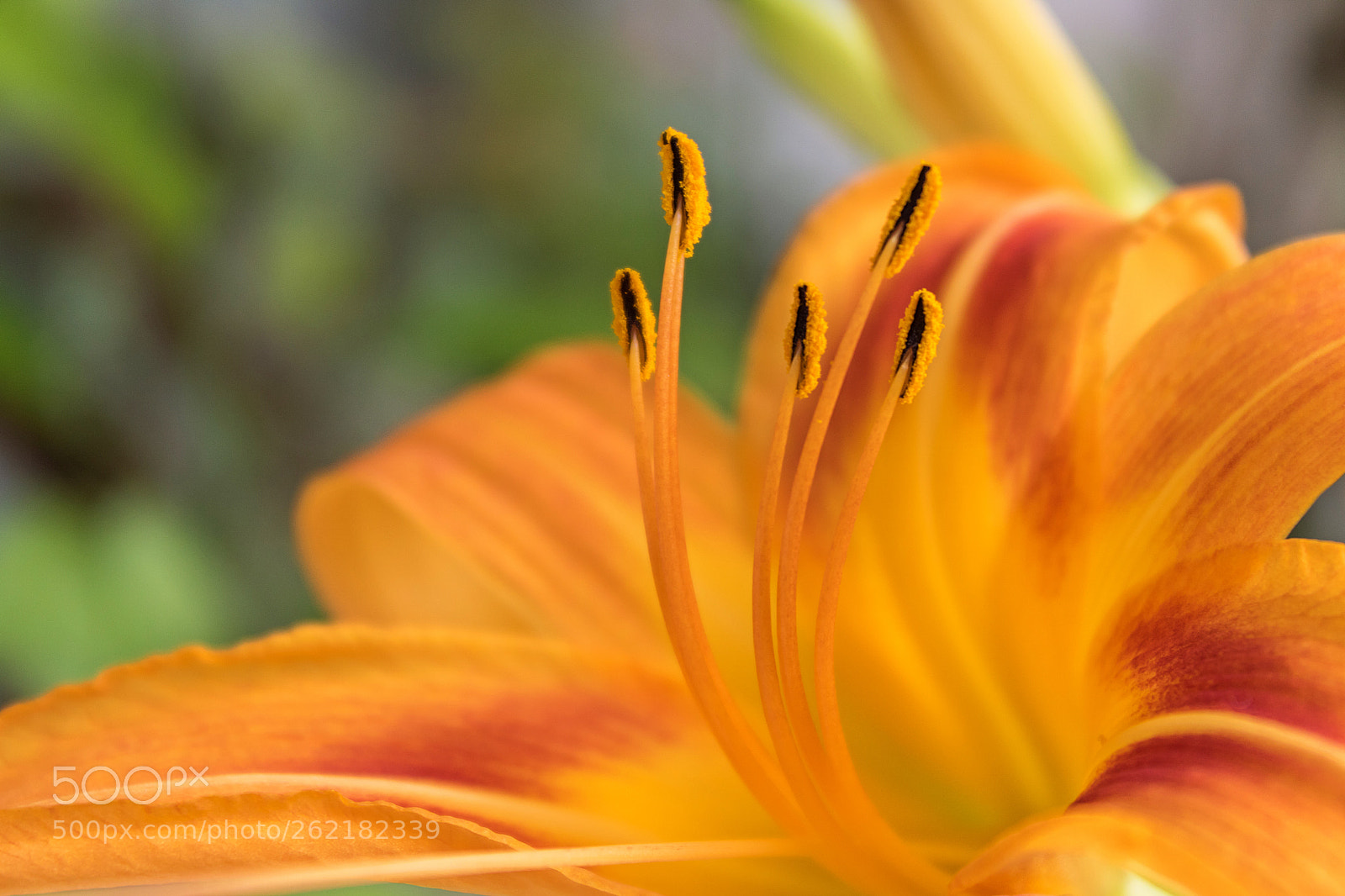 Canon EOS 750D (EOS Rebel T6i / EOS Kiss X8i) sample photo. Yellow in details photography