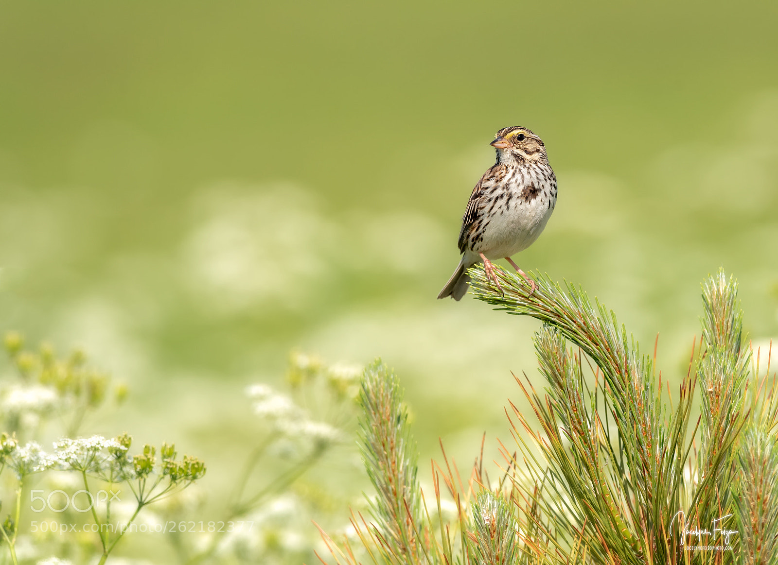 Nikon D750 sample photo. Savannah sparrow photography