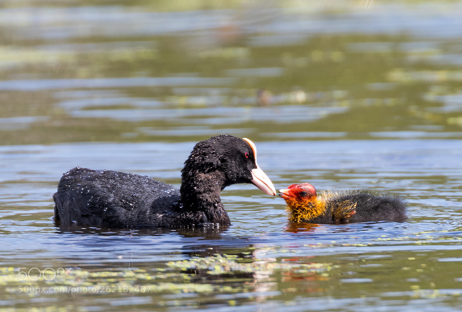 Canon EOS 80D sample photo. The eurasian coot fulica photography