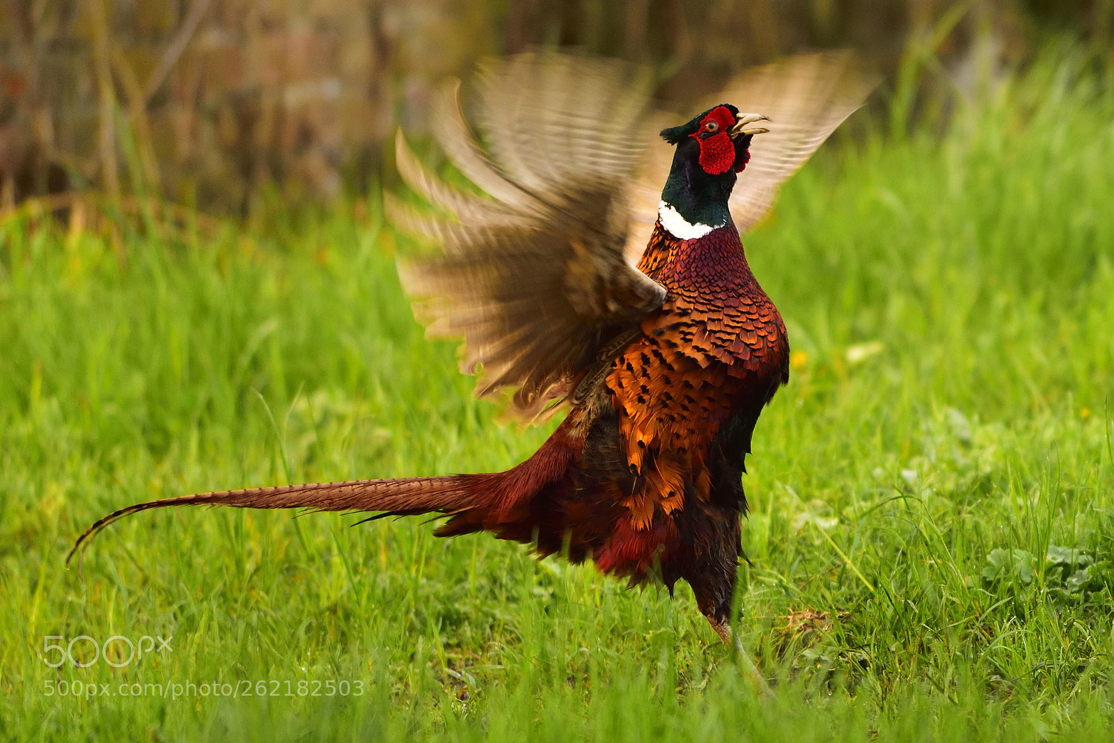 Nikon D750 sample photo. Pheasant photography