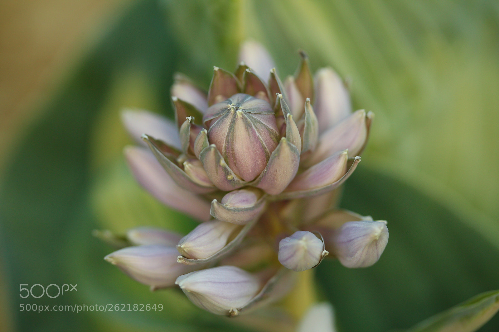 Canon EF-S 60mm F2.8 Macro USM sample photo. Beauty still ready to photography