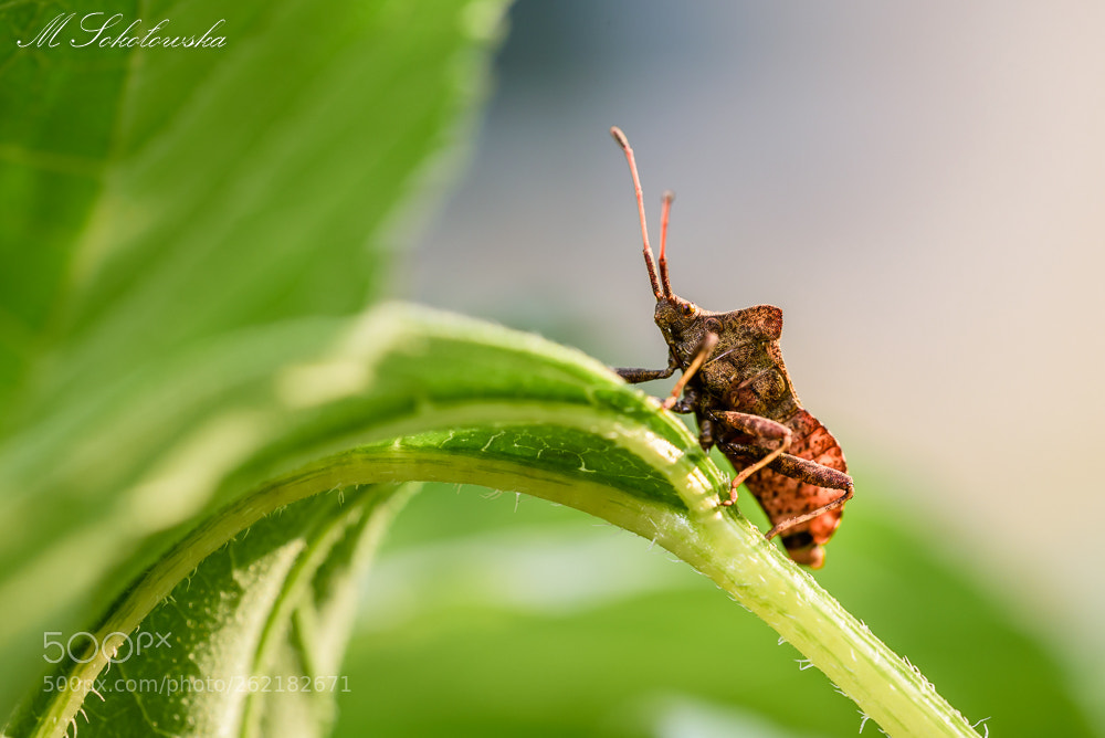 Nikon D750 sample photo. I can see you photography
