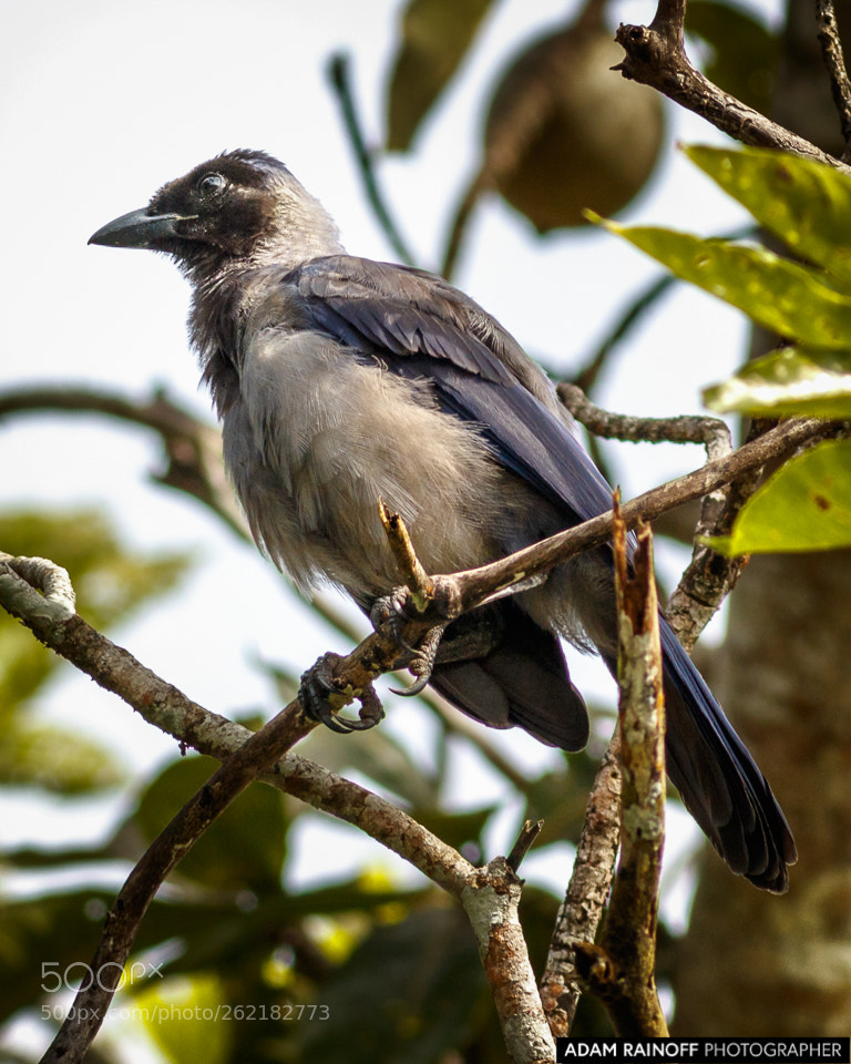 Canon EOS 70D sample photo. Violaceous jay la macarena photography