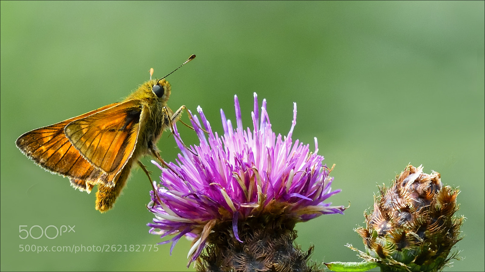 Nikon D500 sample photo. Groot dikkopje photography