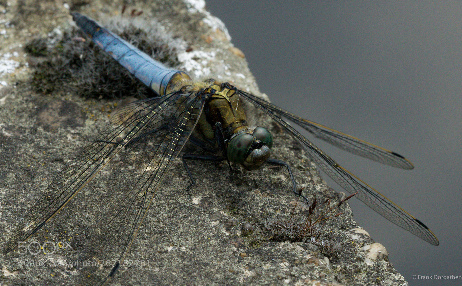 Sony a6000 sample photo. Dragonfly photography