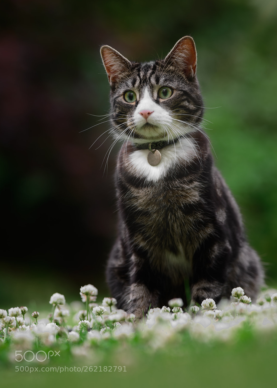 Nikon D850 sample photo. 'tiffin in the clover' photography