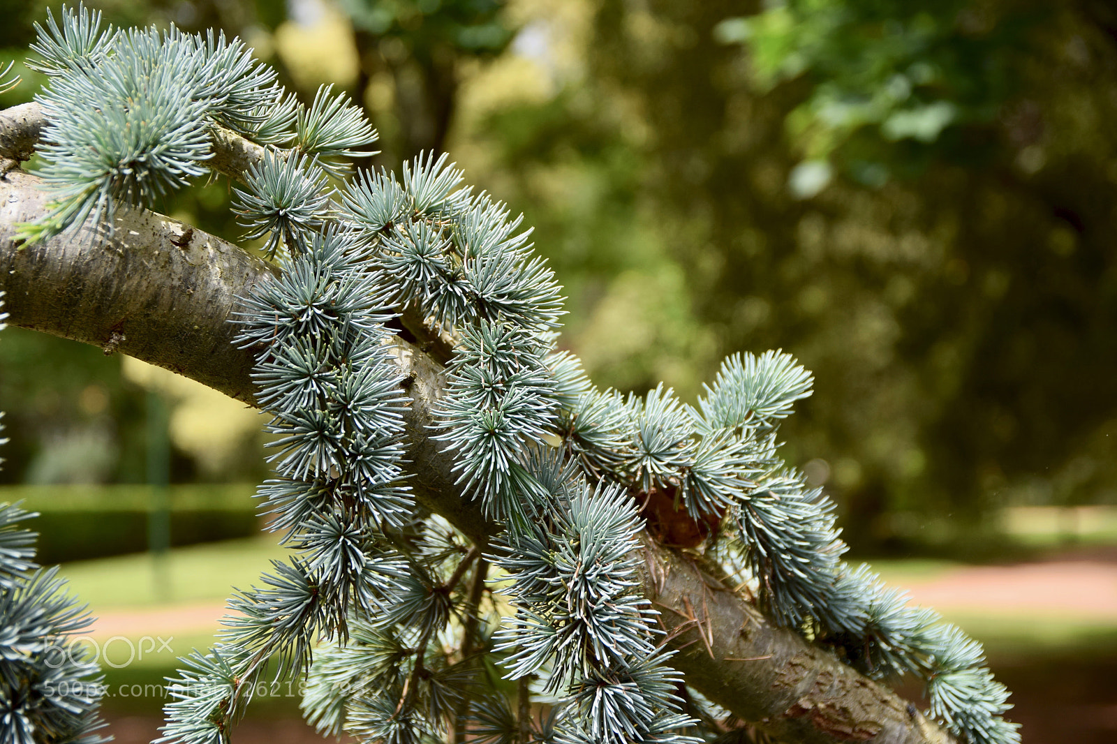 Nikon D5300 sample photo. Trees (dsc_0222) photography