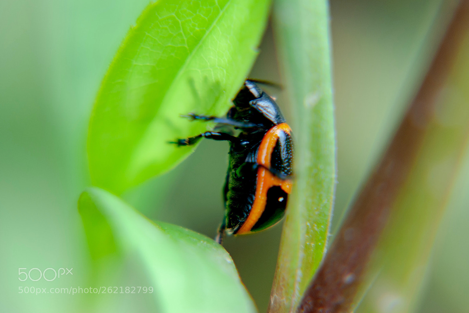 Nikon D3000 sample photo. Leaf beetle photography