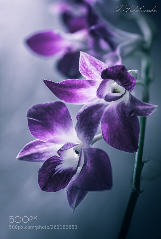 Nikon D5200 sample photo. Storczyk tajlandzki photography