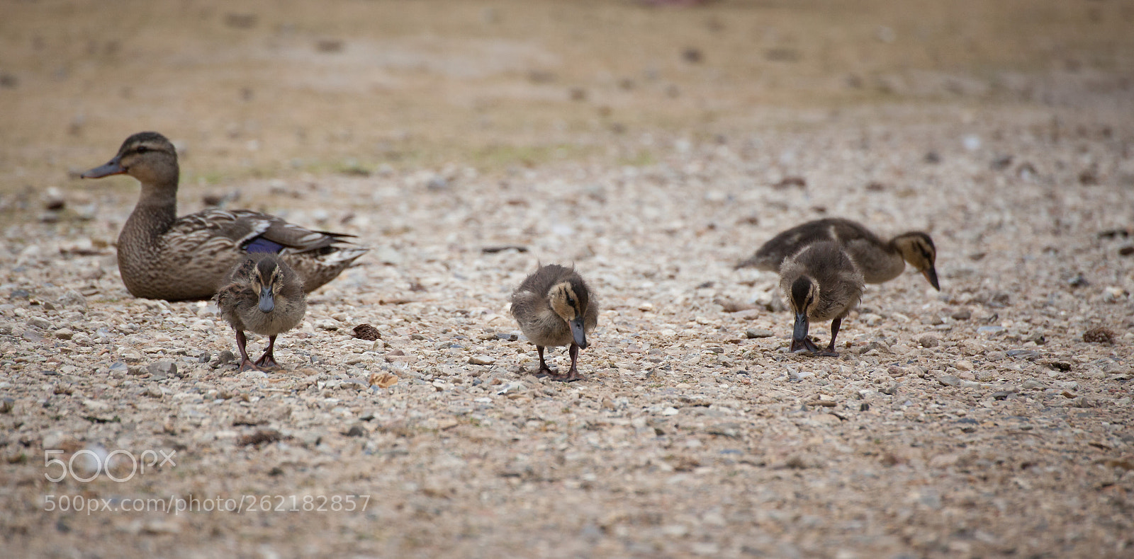 Canon EOS 5D Mark II sample photo. Ducklings photography