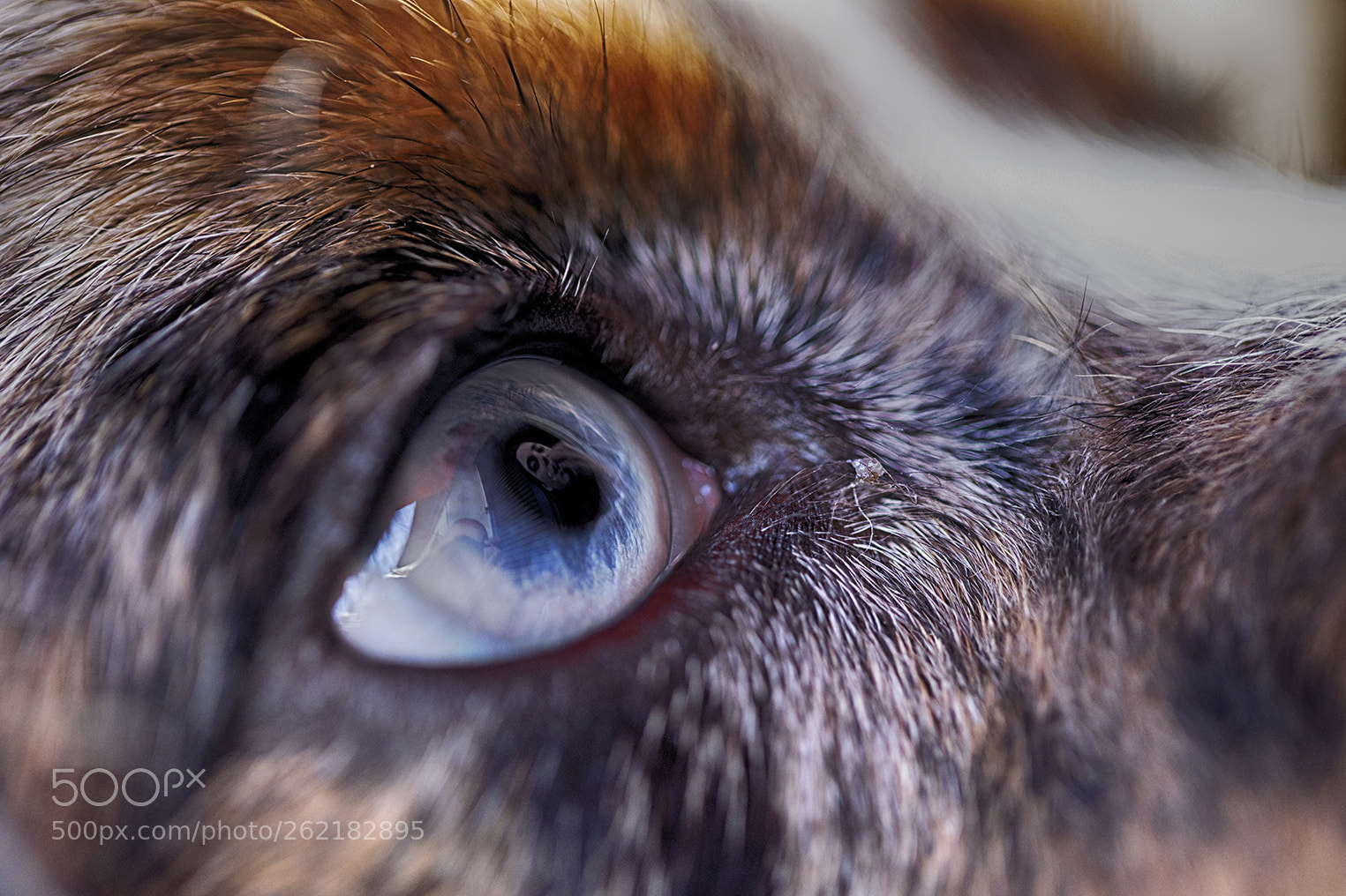Canon EOS 5D Mark IV sample photo. Reflect of love photography