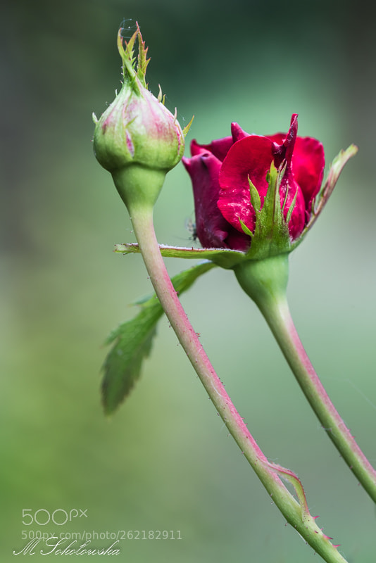 Nikon D750 sample photo. Together photography