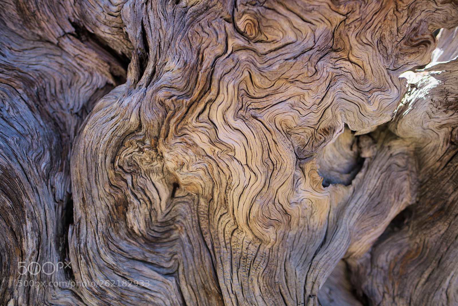 Fujifilm X-T1 sample photo. Fallen tree photography