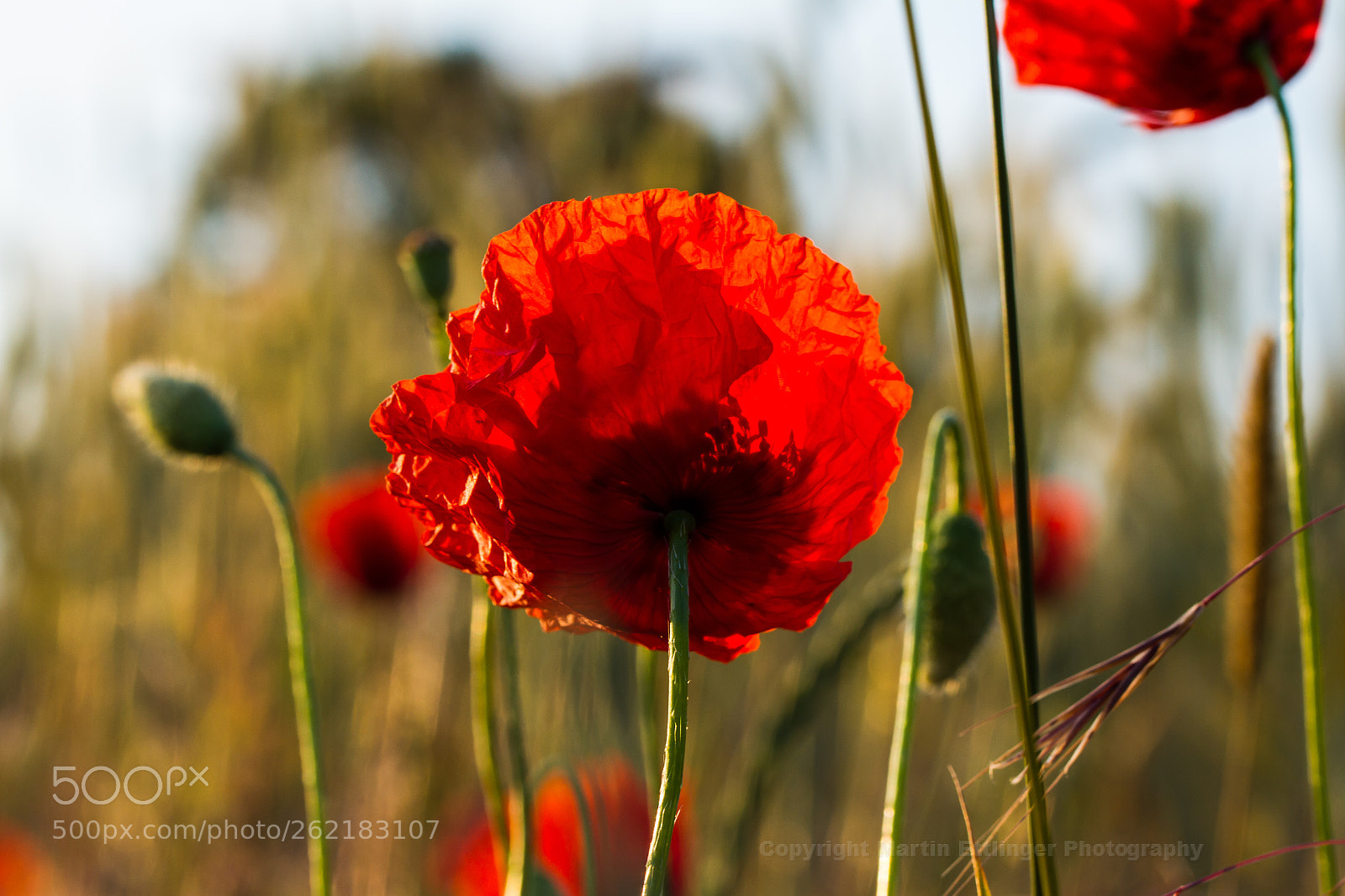 Canon EOS 7D sample photo. Corn poppy papaver rhoeas photography