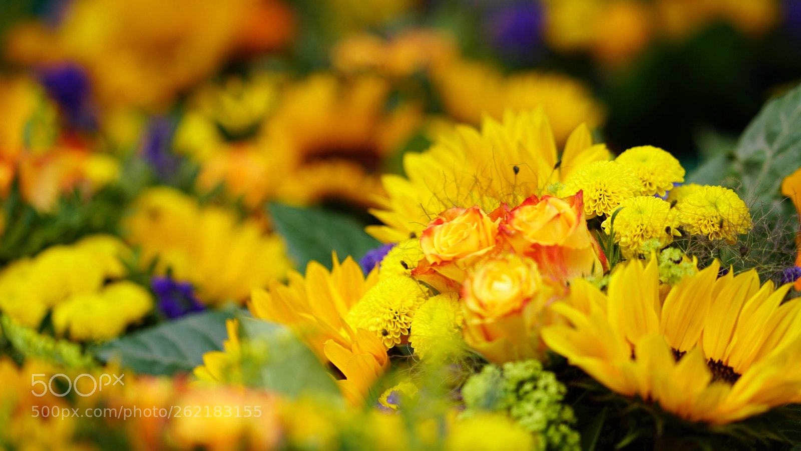Sony a6300 sample photo. Flowers photography