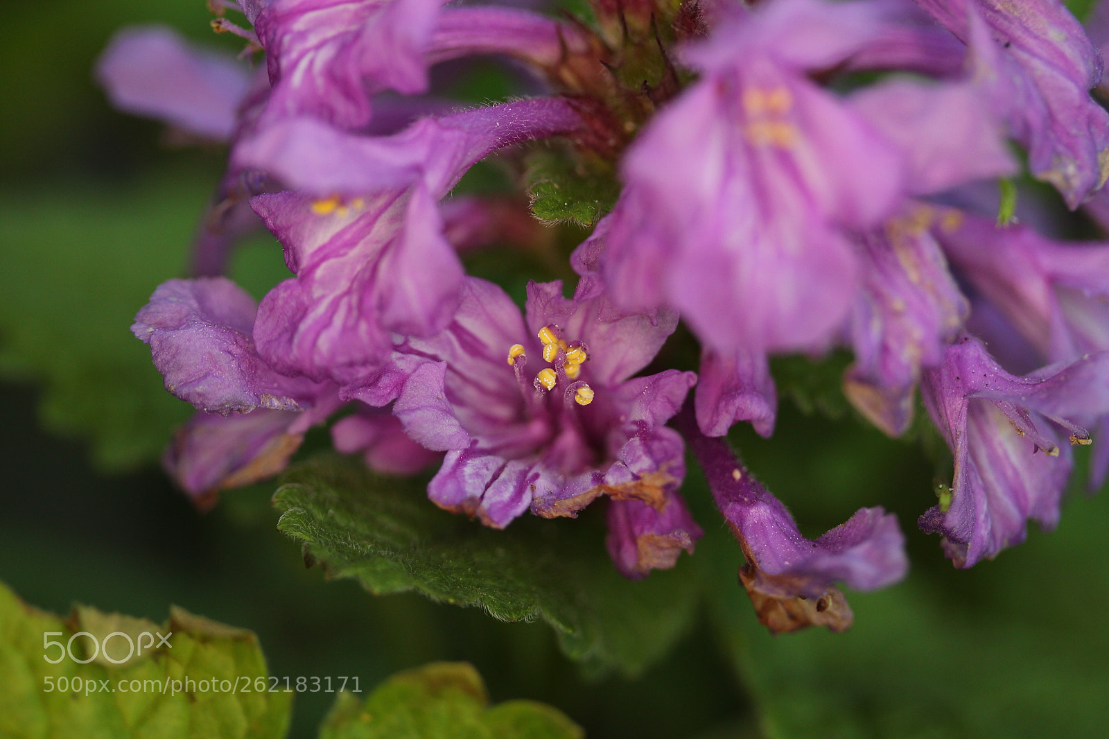 Canon EOS 700D (EOS Rebel T5i / EOS Kiss X7i) sample photo. Purple multiplied photography